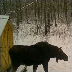 Moose 2