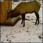 Elk 4