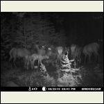 big ol' elk family
