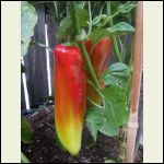 red marconi peppers