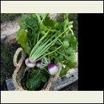 Turnips and chard