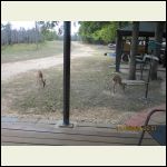 Young White Tail Deer