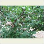 One of our apple trees showing socks on the fruit to prevent coddling moth (and deer)